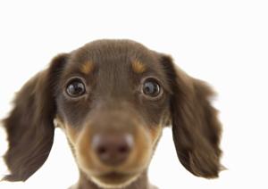 年齢や症状に合わせたペット療法食