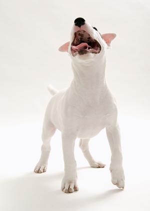 小型犬をお探しの方におすすめのお店です