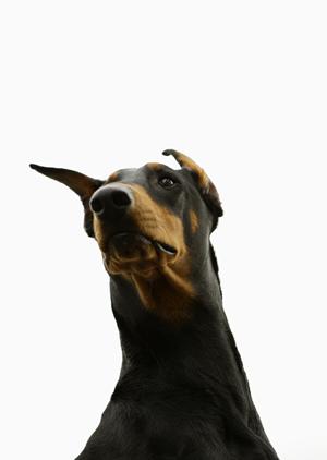 ペットと快適に移動するためのタクシーサービス完全ガイド:安心・安全な輸送方法を徹底解説