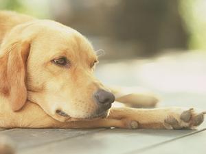 ペット用防水マットをお探しなら