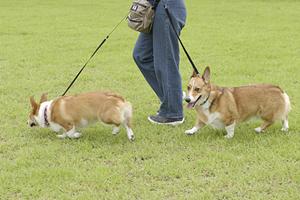 犬が使っても壊れないおもちゃの紹介