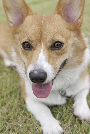 ふわふわで可愛いピジョンの子犬販売