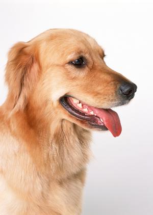 信頼と安心の動物医療を提供!2025年最新の伊勢原エリア動物病院完全ガイド