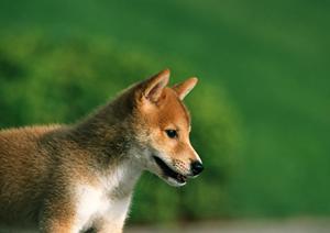 信頼できる獣医さんは平塚の山本動物病院