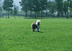 チワワ専門店なので安心して購入できます