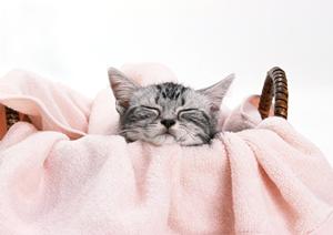 犬のシャンプーも無添加にこだわろう