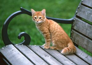 原宿の動物園はフェレットに触れ合えます